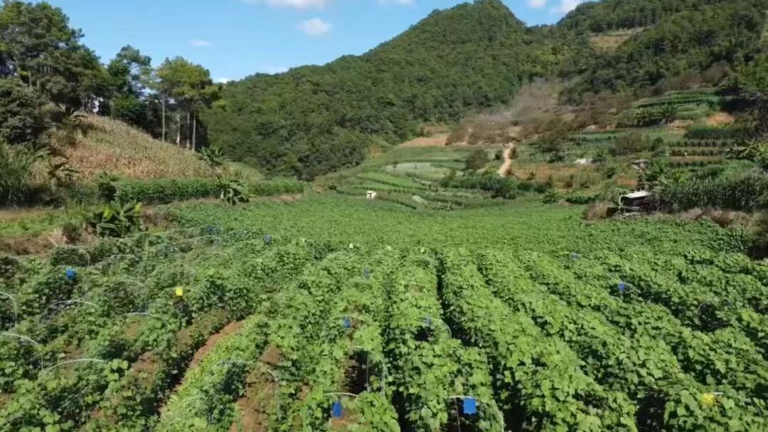 �ٲ�����  С��ͳ�򣺽�Ҷ�� ������ ���̶���������������»���