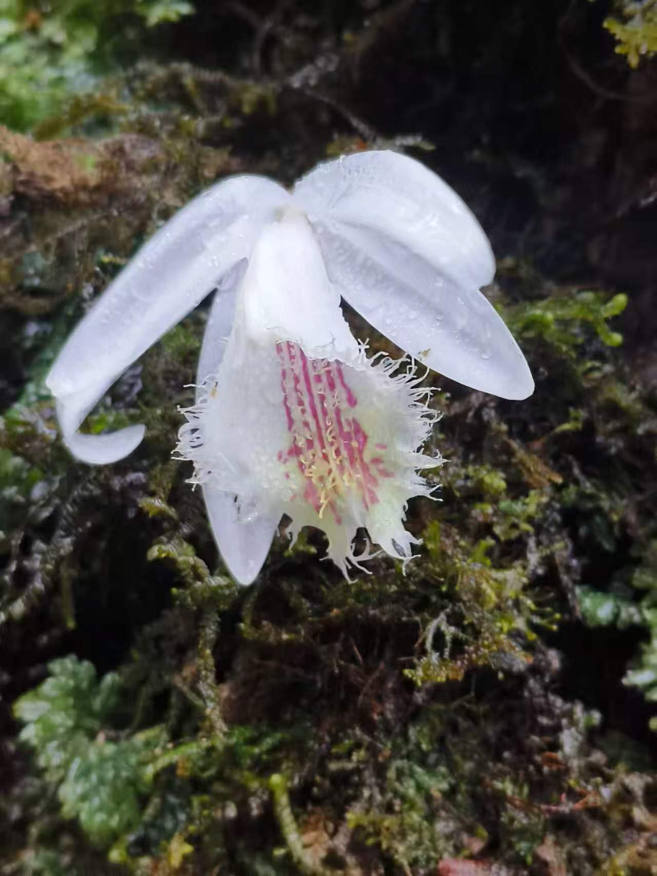 ���ϸ��蹱ɽ�ڳ�Ͻ���״η��ְ�С��