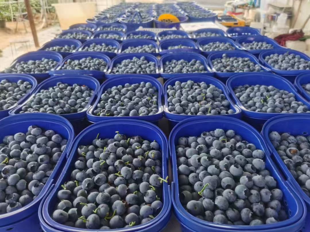 ������ݮ��ݮ��ҵ��չǰ��չ��